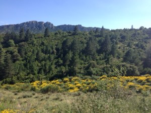 Genêts Peyrepertuse