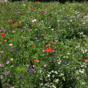 Les Arenes de Lutece - Paris