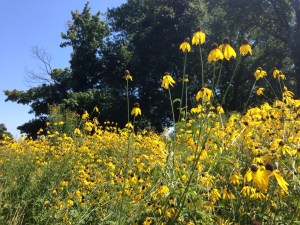 Prairie by the lake August 2015