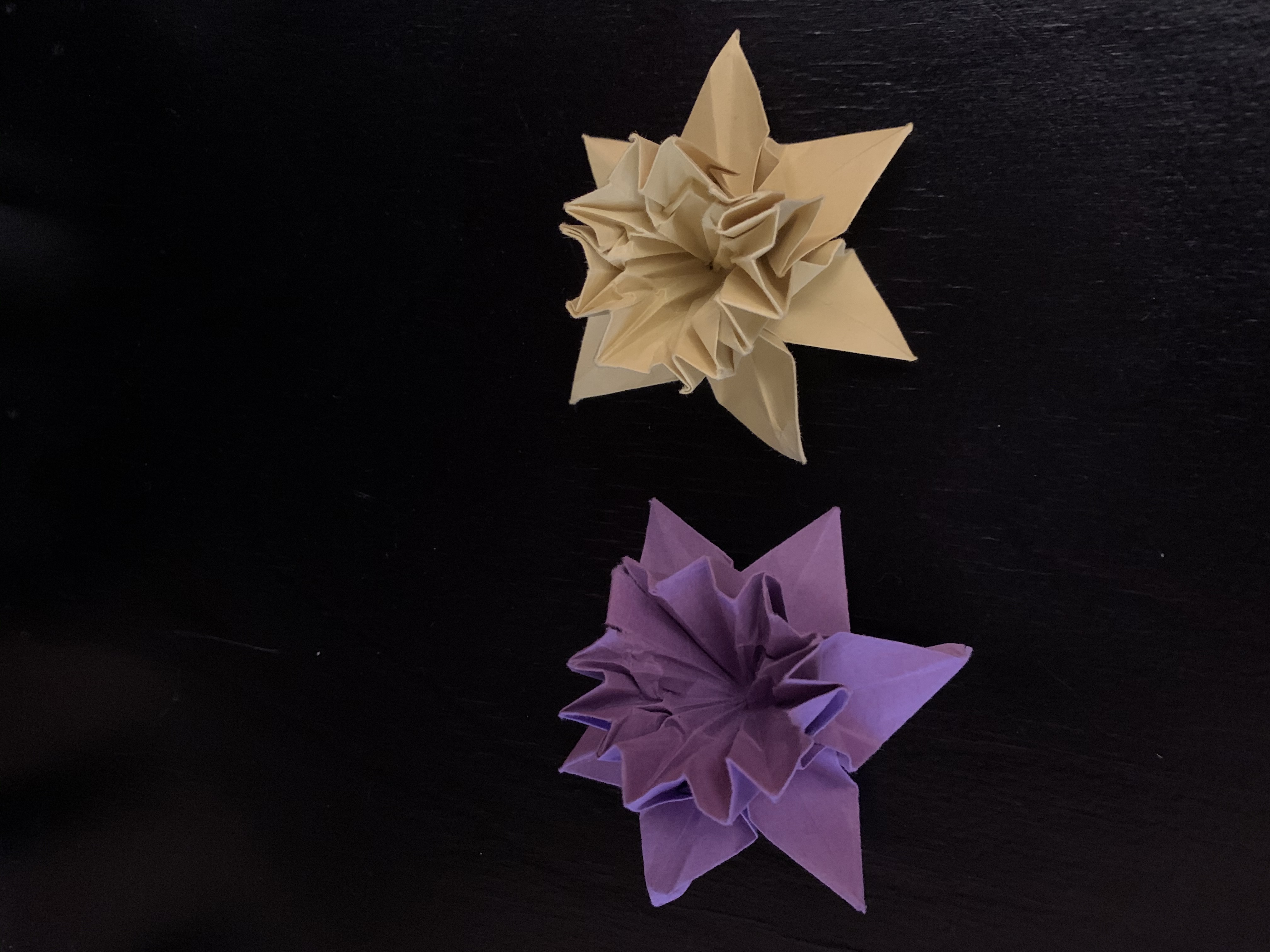 Jonquilles violettes et jaunes